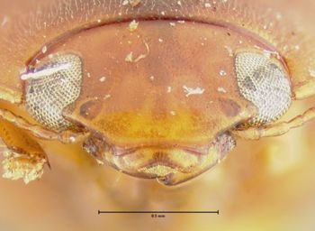 Media type: image;   Entomology 23936 Aspect: head frontal view